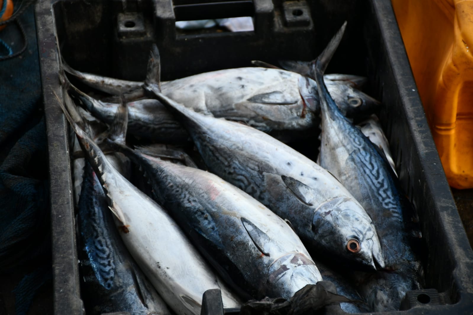 WhatsApp Image 2020-11-23 at 8.36.19 AM (2).jpeg.jpeg